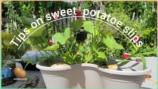 tips on growing sweet potato slips