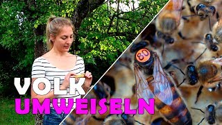 ► Königin tauschen // Wirtschaftsvolk umweiseln im Juli