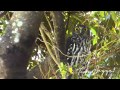 Barking owl clip 13 australian bird media