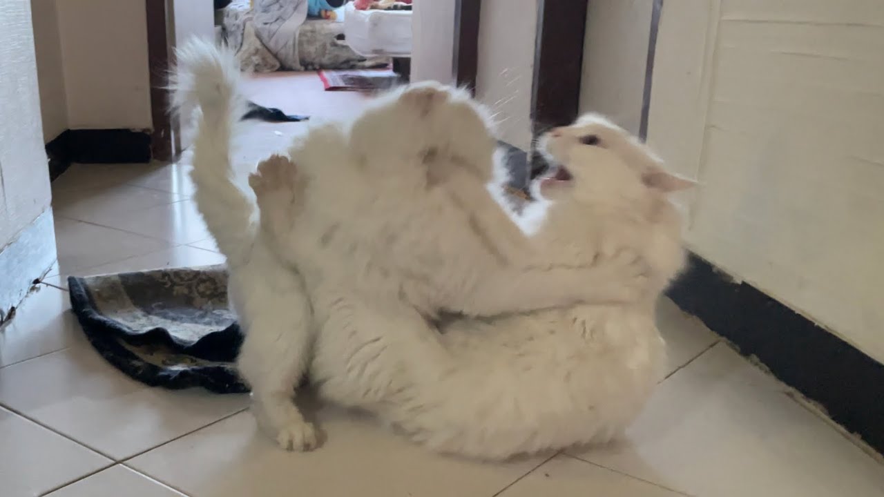 Rough Play Is Essential For Cats