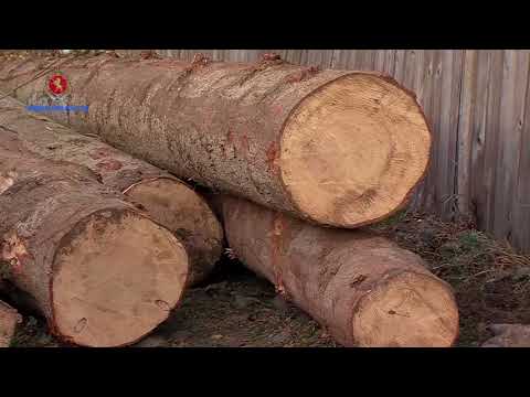 შსს-მ ბორჯომში უკანონოდ მოჭრილი ხე-ტყე ამოიღო