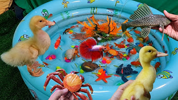 Hồ bơi cá cảnh đẹp, cá trê, cá sấu, cá koi, bạch tuộc, vịt con - video động vật dễ thương