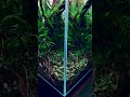 Nature In A Glass Cube #aquascape #plantedtank #freshwater