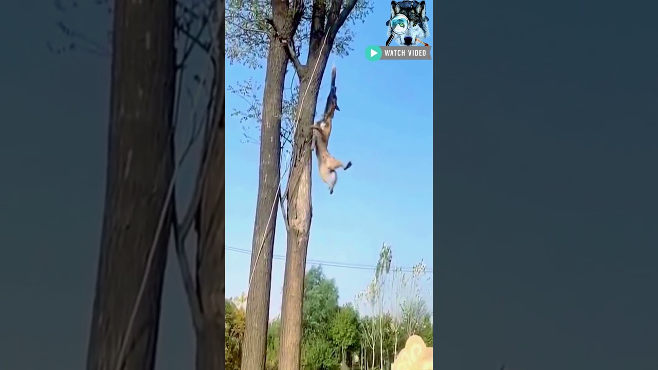 Belgian Malinois HIGH JUMP