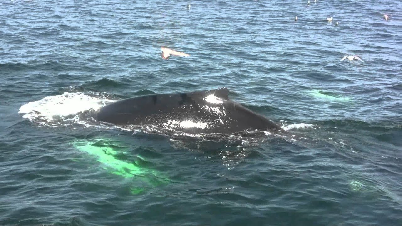 Boston MA: Best Whale Watching Tours in Boston Massachusetts - YouTube