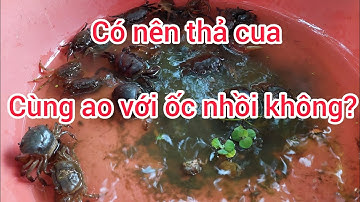 Có nên thả cua cùng với ốc nhồi không?