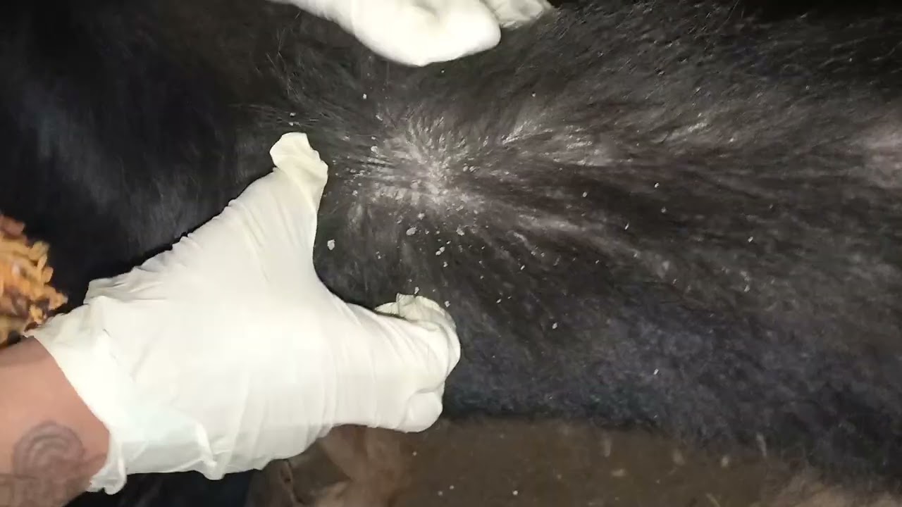 ازى تعلاج مرض الجرب عند الكلاب وبسهل طريقه