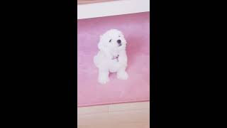 Hav Deği̇l Av Trakyali Maltese Terri̇er