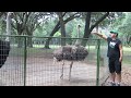 This is the Aggressive Behavior and Scary Sound of an Ostrich