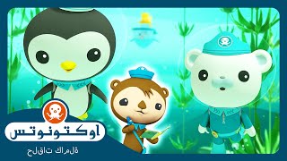 أوكتونوتس | 🌿 إنقاذ غابة عشب البحر 🐚 | السلسلة 1 | الحلقة 2