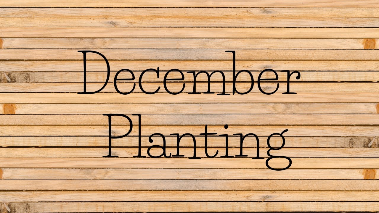 December Planting Guide Zone 10b YouTube