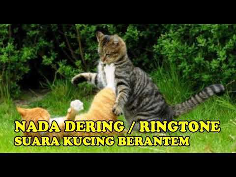 NADA DERING||RINGTONE SUARA KUCING BERKELAHI||BERANTEM SUARA JERNIH