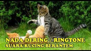 NADA DERING||RINGTONE SUARA KUCING BERKELAHI||BERANTEM SUARA JERNIH