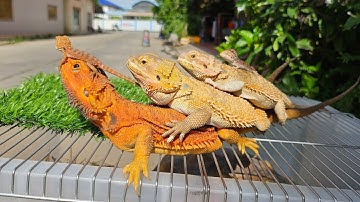 Hướng dẫn nuôi Rồng Úc - Beared Dragon đơn giản nhất tại Ú Ù PETSHOP CPC 