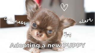 Adopting a PUPPY! ♡ 1st week compilation