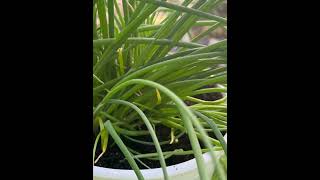 Que hacer en invierno para seguir teniendo cebollino (chive) @cultivosalternativos