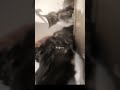 3ヶ月に一度のワンオペ2匹同時猫シャンプー　 #猫 　 #cat