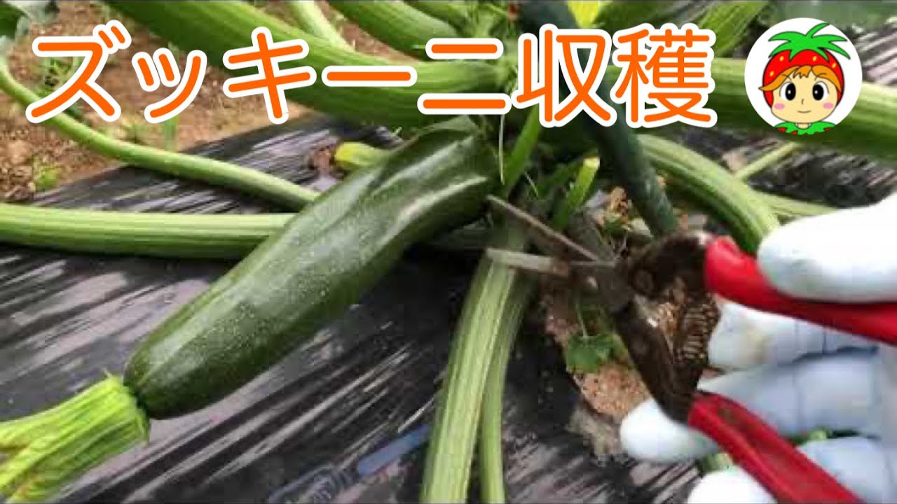 ズッキーニの管理と収穫 Youtube