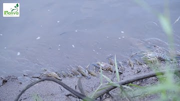 Bắt TÔM CÀNG XANH tại Vĩnh Thuận, Kiên Giang - clip ngắn