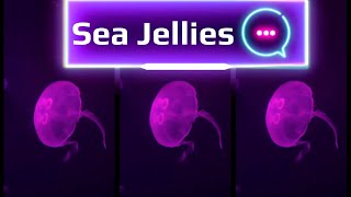 Maria Ofner Inspirational Journey visits the Sea Jellies Gold coast, Please subscribe.