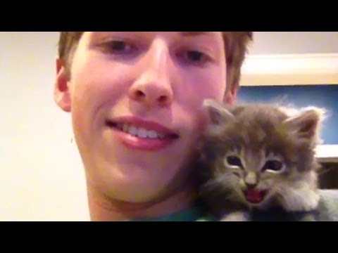 Raccoon Steals Cat Food Vine With Music Raccoon Steals Cat Food Vine With Music