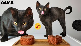 Kitten & Cat eating Wet food ASMR
