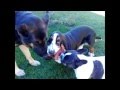 dog fight : Fero basset hound, french bulldog &amp; German shepherd play