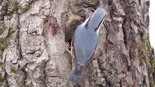 Siberian nuthatch checking his nest (Поползень проверяет своё дупло)