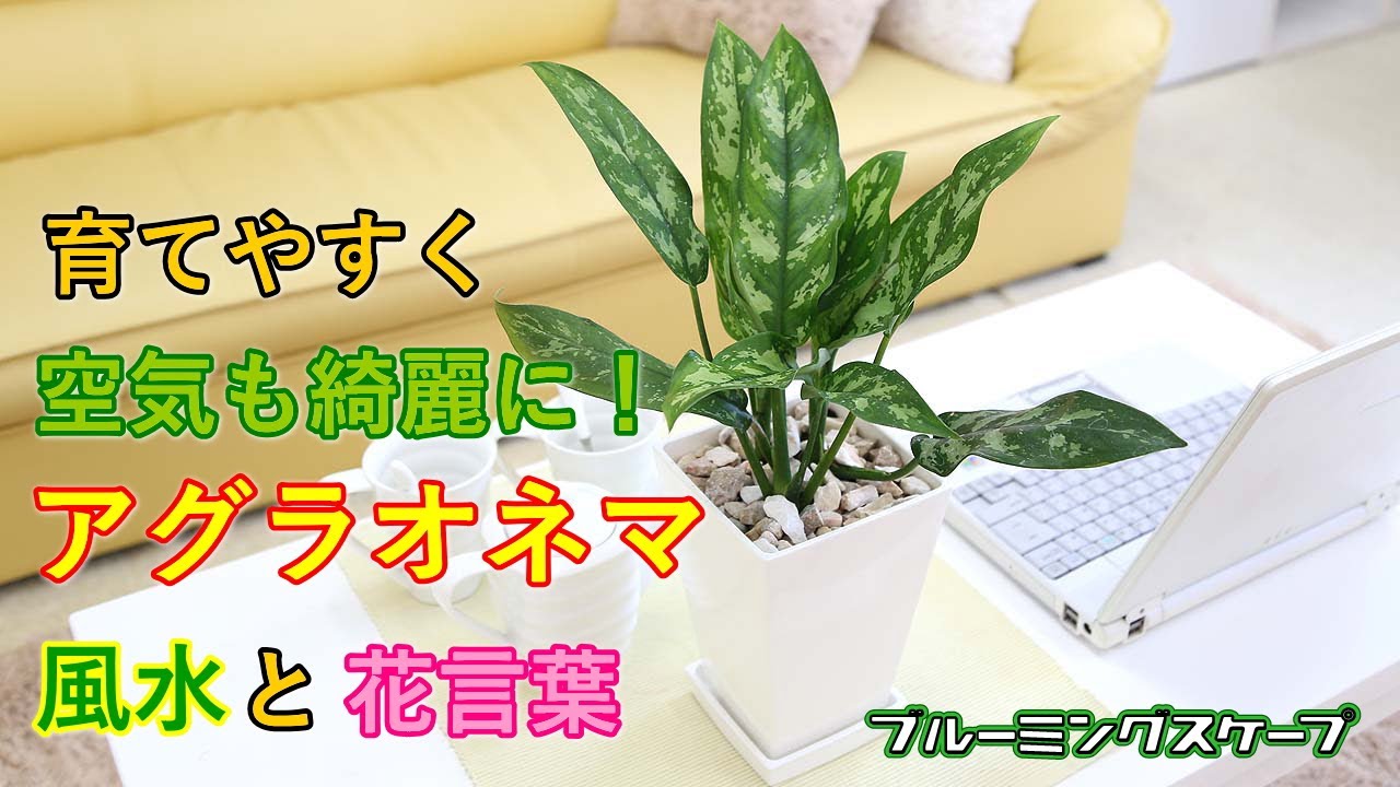 アグラオネマ 育て方 観葉植物 Dictionary ブルーミングスケープ