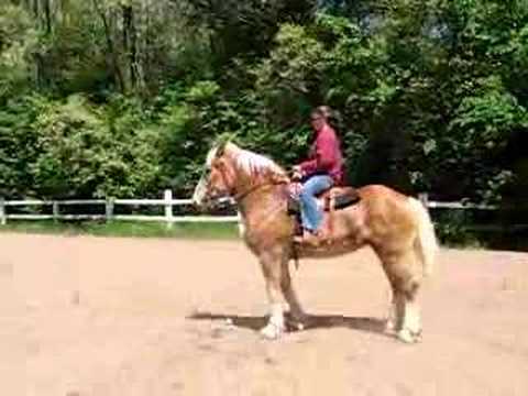 Belgian Riding Horse Youtube
