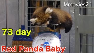 もう容器は無理・・赤ちゃんレッサーパンダ成長記録 73日齢体重測定