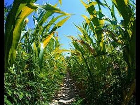Hungary Destroys ALL GMO Corn Fields