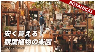 【初心者でもおすすめ】ハマるきっかけになったお店！植物を安く買える観葉植物の楽園「SOLSO FARM」