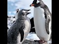 Penguin Reproduction Explained | Amazing Journey from Courtship to Birth