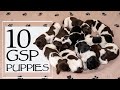 Caring For A Litter Of 10 GSP Puppies - Week 1 Pupdate