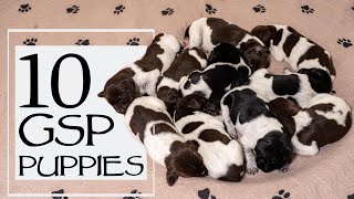 Caring For A Litter Of 10 GSP Puppies - Week 1 Pupdate