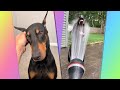 Very Smart Doberman - The dog of my Dreams 🐧 - Best Of The 2020 Funny Animal Videos 😁 #1