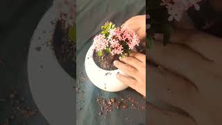 Download Lagu Ixora Coccinea /Jungle Flame Ixora / Thechi / Raindrops Leaf / #shots MP3