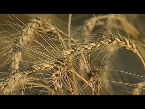 Βίντεο: Ο λόγος ως πηγή ενέργειας και υλικής ευημερίας