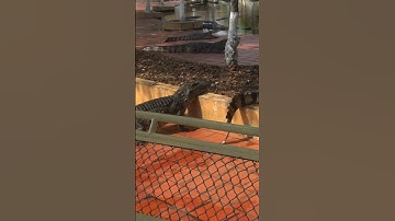 Vương Quốc Cá Sấu - Suối Tiên 2023