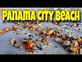 SHELLING The Panama City Beach Renourishment