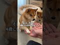一生懸命おてする姿がかわいすぎる子犬　#Shorts