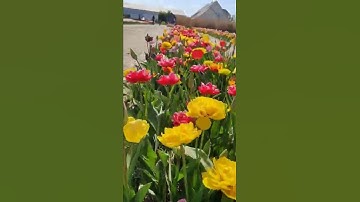 Tulips Garden.       #flowers #beautiful #colourful #tulips #netherlands#short #tulipgarden #shorts