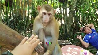 Gorgeous Monkey Koko Real Happy Play With Dad And Mom