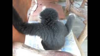 Gibbon the king Vs. Cat the pussy