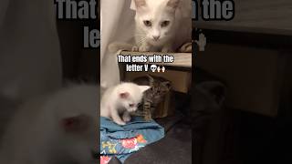 No Word Ends With The Letter V In The Entire English Language  catshorts cat viralshorts