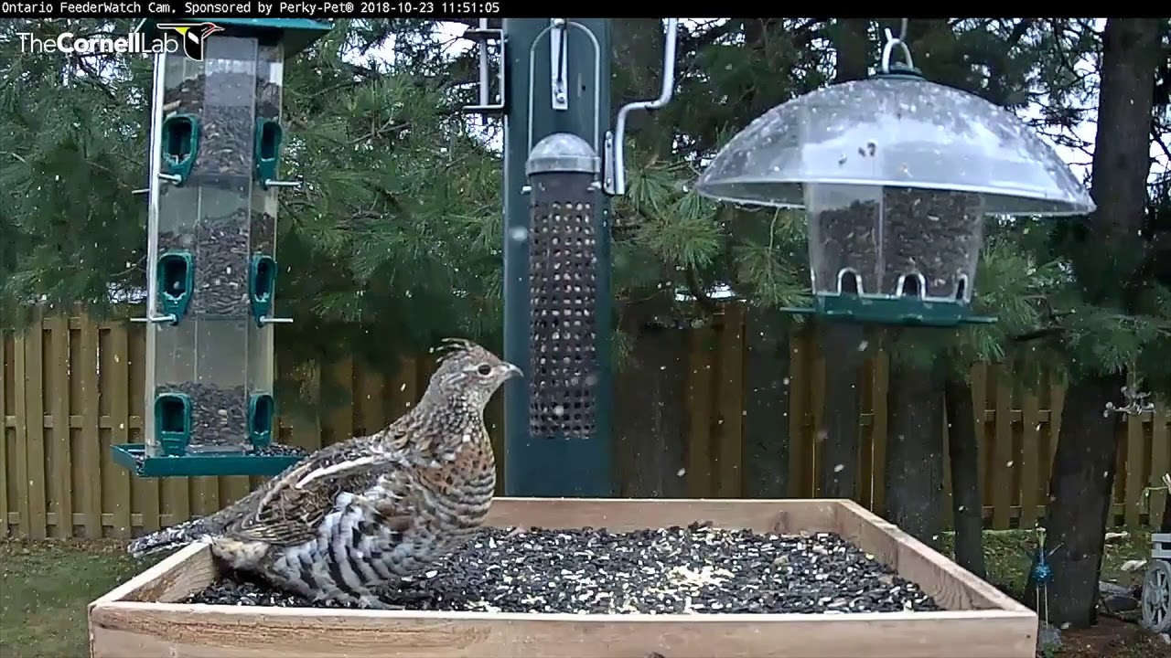Blue Jays Bookend Ruffed Grouse Visit – Oct. 23, 2018