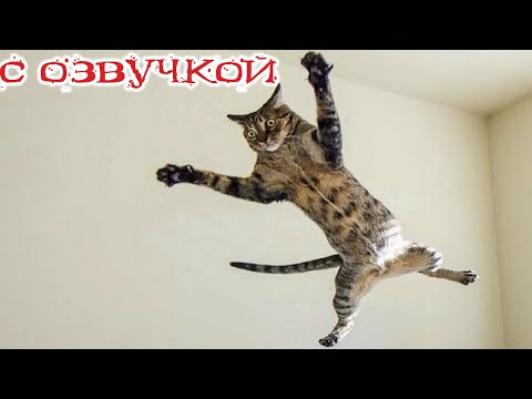 Приколы с котами!!! С ОЗВУЧКОЙ! Смешные коты! - САМЫЕ СМЕШНЫЕ ЖИВОТНЫЕ! УГАР!