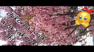 Bunga Sakura di Musim Semi Korea