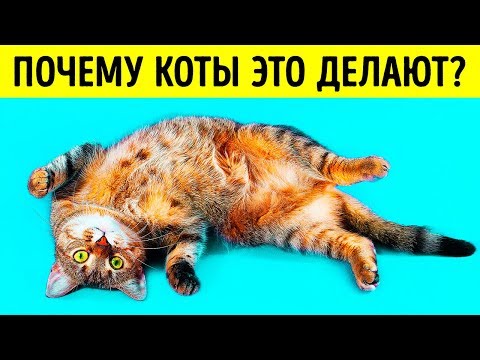 Видео: Что делает ваша кошка на улице?